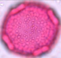 triodanis